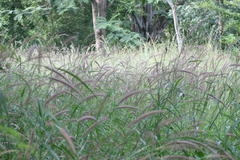 Pennisetum polystachion